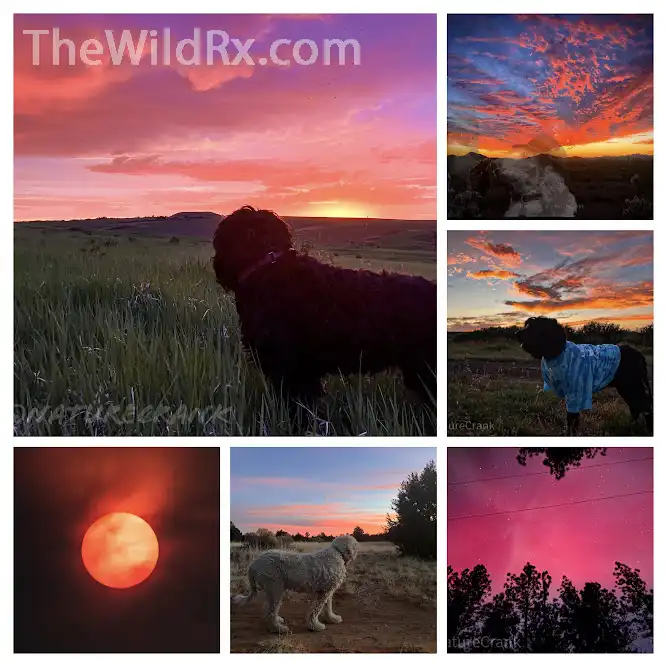 A collage of vibrant sunset landscapes featuring dogs exploring the outdoors during the golden hour.