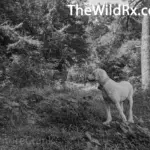 Hiking and camping with dogs safety gear etiquette