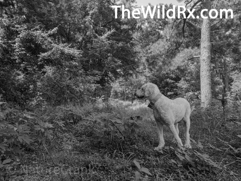 Hiking and camping with dogs safety gear etiquette