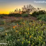 A desert superbloom at sunset featuring orange and yellow wildflowers among green shrubs under a glowing orange and yellow sky.
