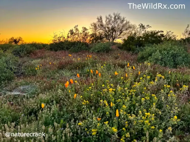 A desert superbloom at sunset featuring orange and yellow wildflowers among green shrubs under a glowing orange and yellow sky.