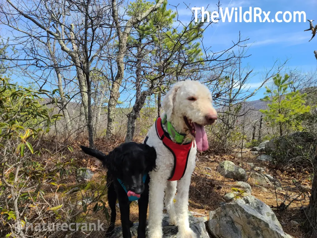 Dog safety on trail leash visibility