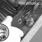 Guide to wildlife safety and pest management for off grid RV life