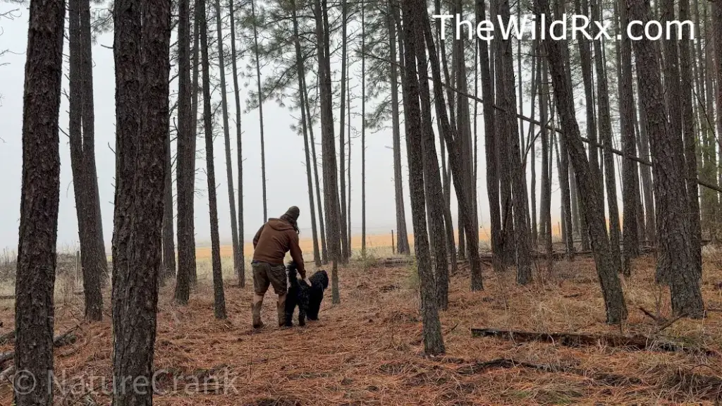 A man in a brown hoodie and shorts walking a large black dog through a dense pine forest with tall, straight tree trunks and a floor covered in reddish pine needles