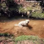 How to poop in the woods