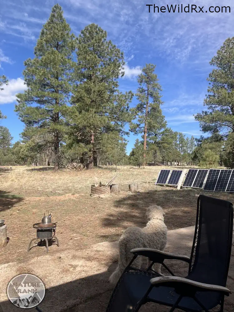 A dog looking toward a ground-mounted solar panel array in a rural wooded clearing, representing independent off-grid living in 2026.