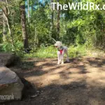 Planning a thru hike guide tips and tricks