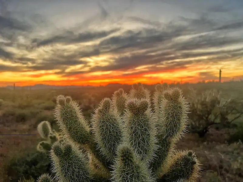 Cholla cactus sunset arizona boondocking
