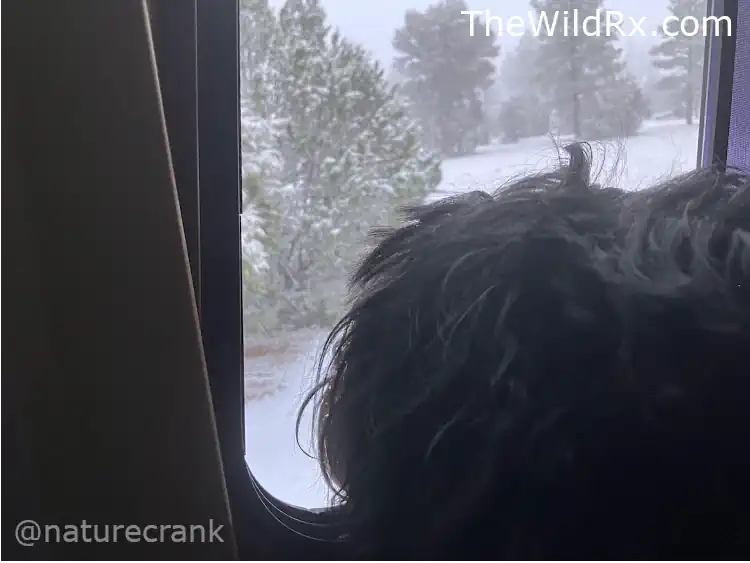 Lady Midnight the dog looking out a snowy RV window during a winter boondocking trip with a diesel heater setup.