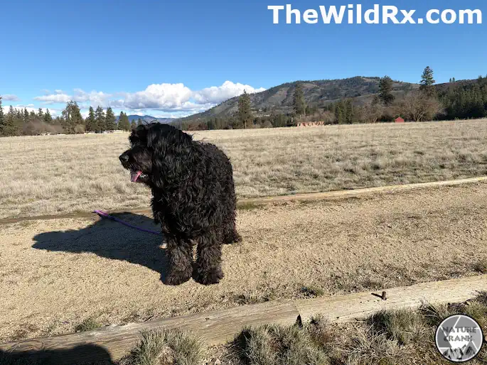 A black doodle dog standing on a gravel trail in an open field, illustrating the physical activity level of a trail dog