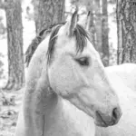 A high-key black and white close-up photograph of a wild horse standing among pine trees in a forest, captured with a natural, grainy texture.