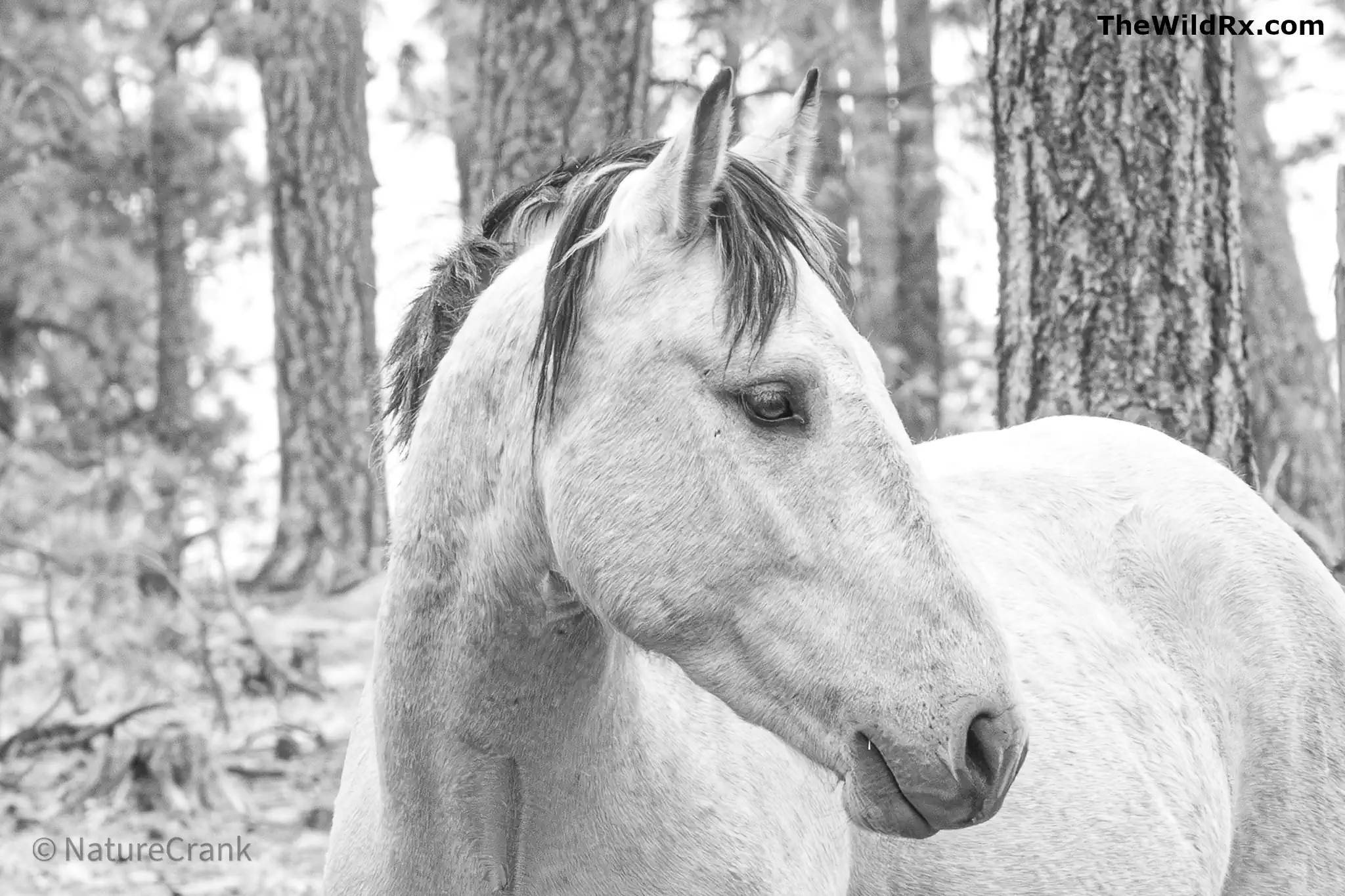 A high-key black and white close-up photograph of a wild horse standing among pine trees in a forest, captured with a natural, grainy texture.