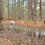 A dog standing in a stagnant forest puddle, representing a risky water source for hikers to avoid.