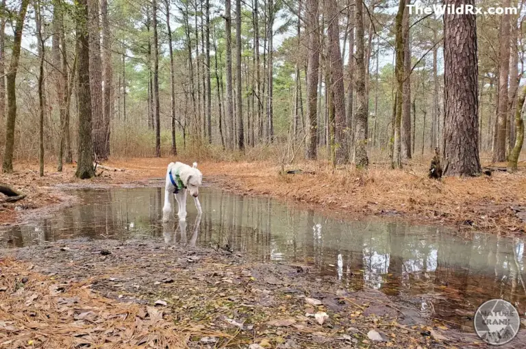 A dog standing in a stagnant forest puddle, representing a risky water source for hikers to avoid.
