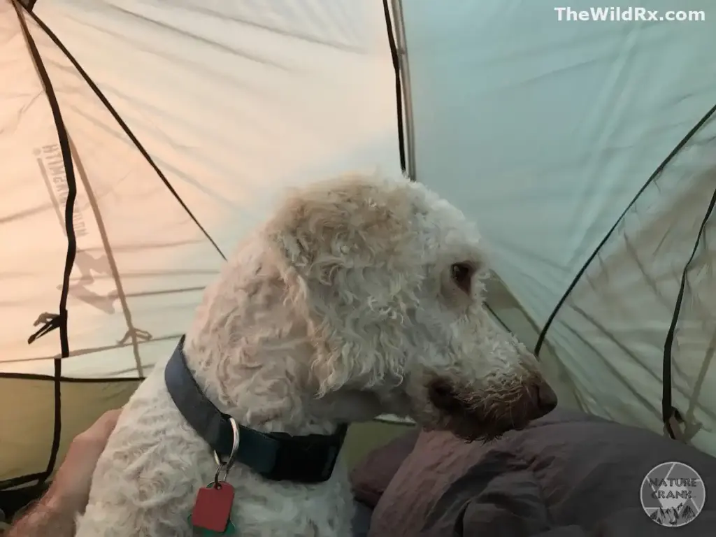 A fluffy white dog sitting inside a camping tent with a person, highlighting the experience of hiking and camping with pets.