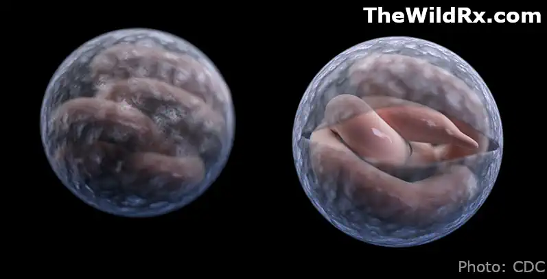 Microscopic view of Cryptosporidium oocysts, a waterborne parasite that causes cryptosporidiosis.