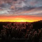 A vibrant sunset over a desert mountain range featuring a backlit cholla cactus in the foreground and dramatic orange and purple clouds.