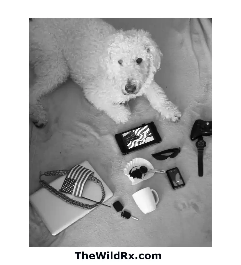 A black-and-white overhead view of a dog lying on a blanket surrounded by a laptop, coffee, and mobile devices, symbolizing the intersection of daily life and digital connectivity.