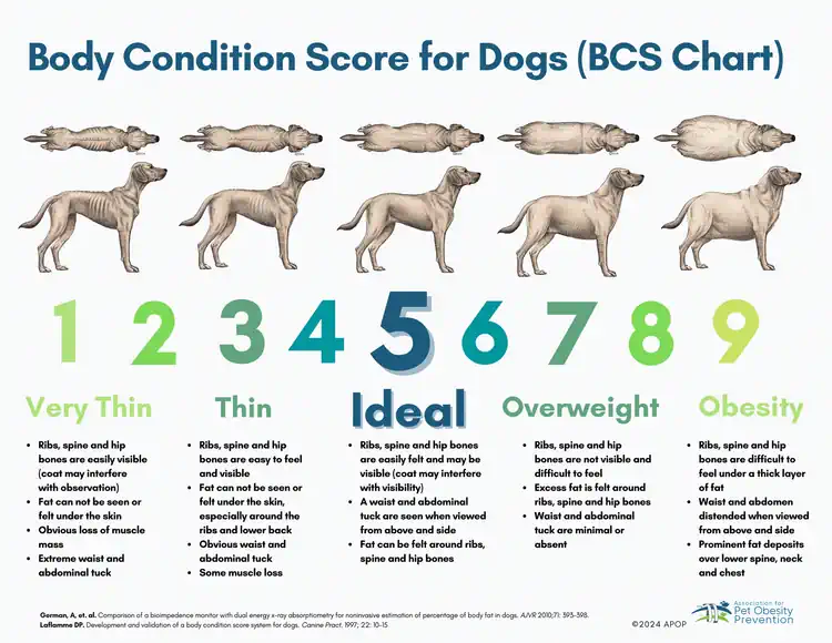 A veterinary body condition score chart for dogs showing different levels of body fat from very thin to obese.