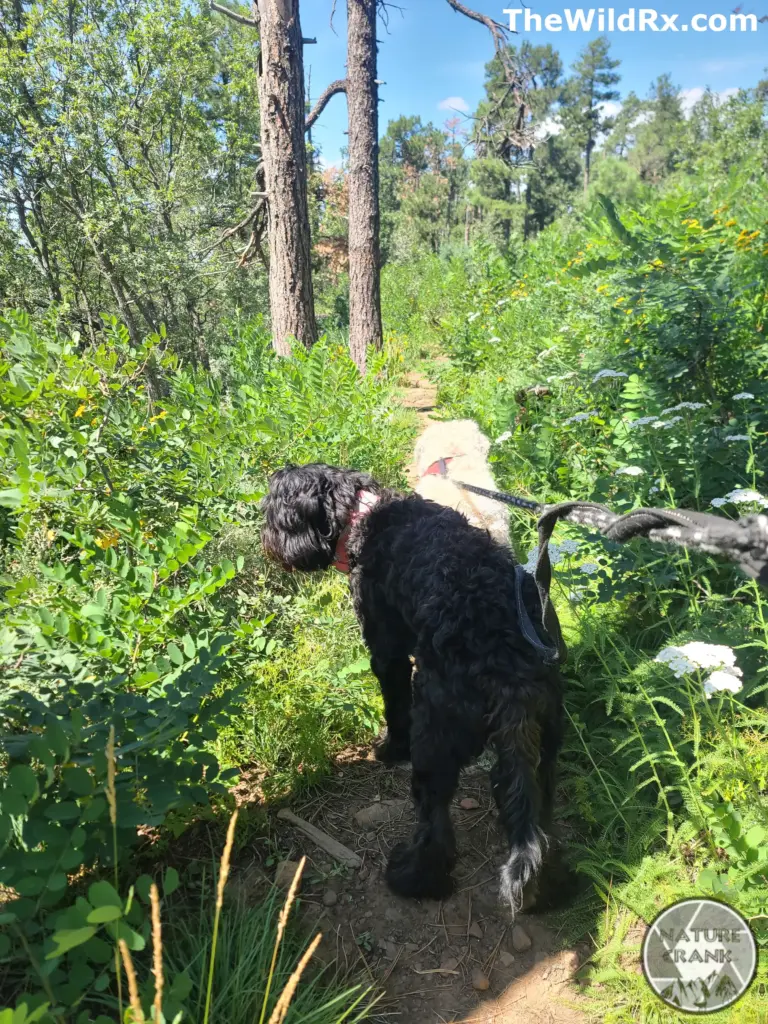 A black and tan dog walking on a forested hiking trail, illustrating the energy demands of active backpacking trips.