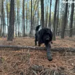 A black doodle dog trekking through a pine forest on a backcountry hiking trip.