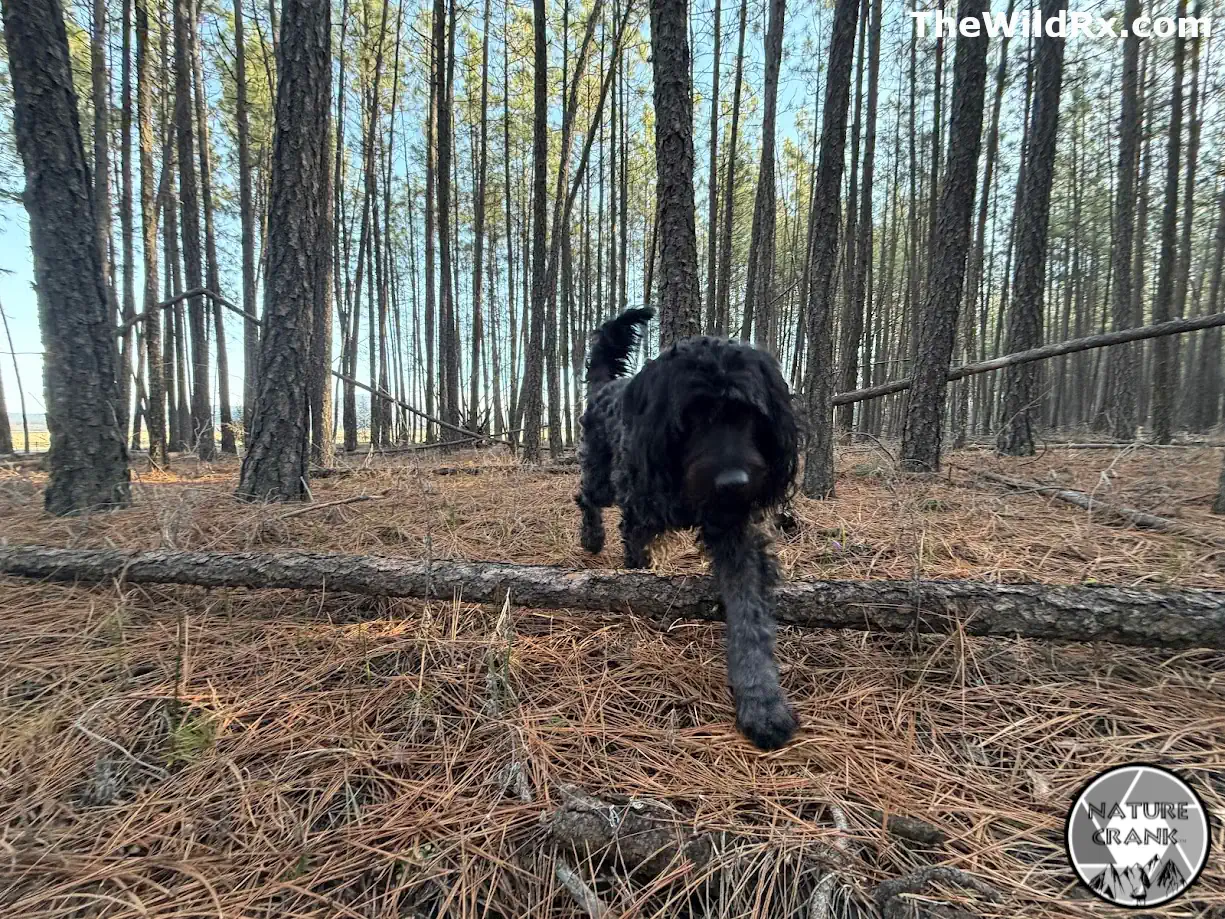 A black doodle dog trekking through a pine forest on a backcountry hiking trip.