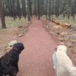 Two dogs, one black and one white, walking on leashed harnesses along a reddish dirt hiking trail through a tall pine forest.