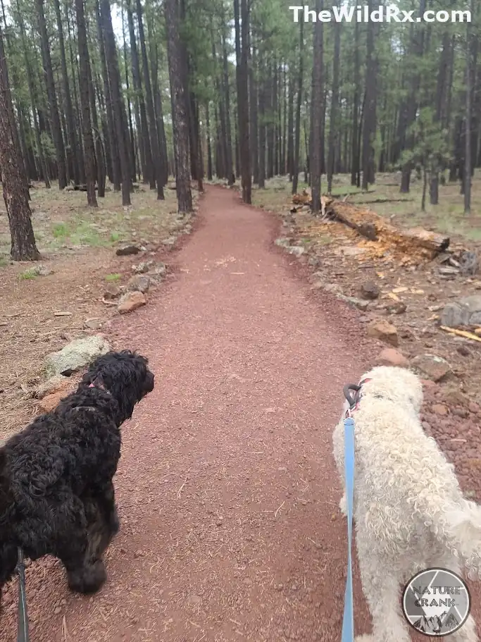 Two dogs, one black and one white, walking on leashed harnesses along a reddish dirt hiking trail through a tall pine forest.