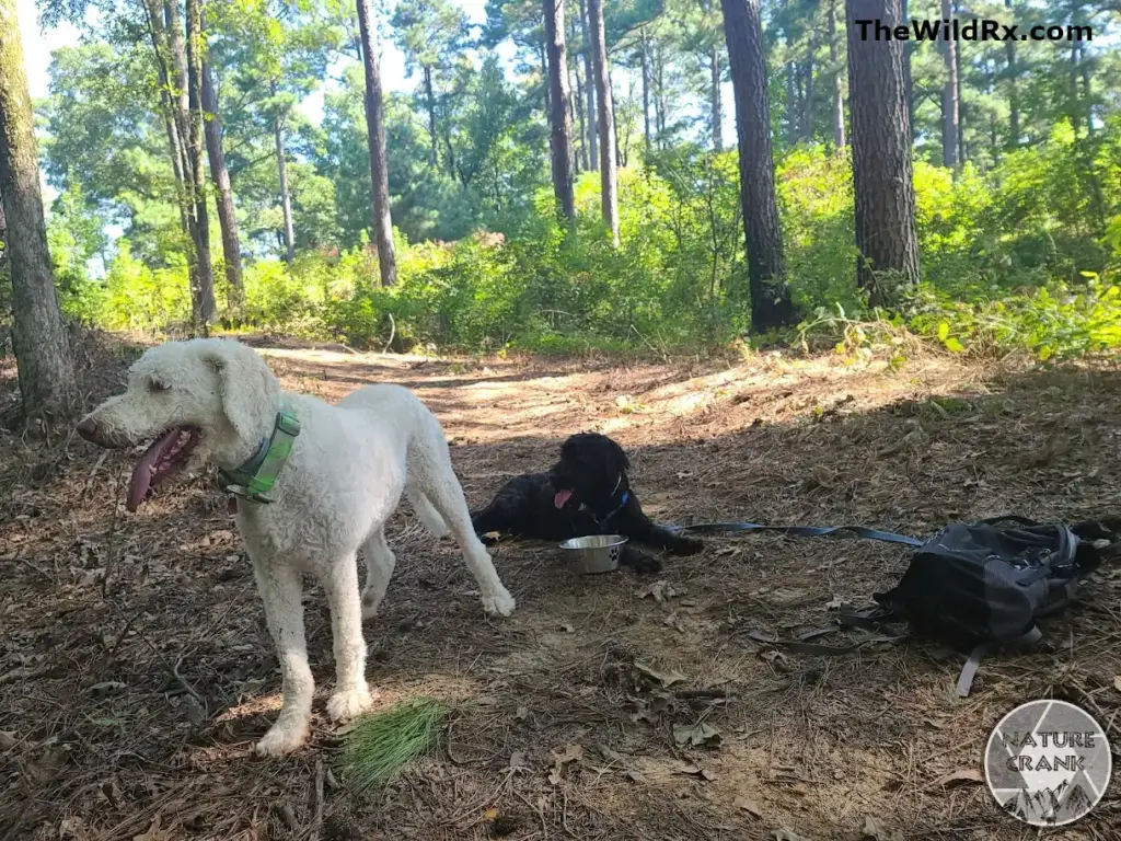 Two dogs, one white and one black, take a water break on a woodland trail. A small daypack rests on the ground nearby.