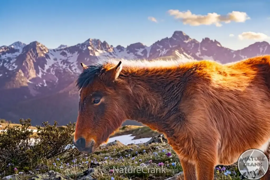 An impossibly dramatic composite of the wild horse from my featured image, where a different sky, snow-capped mountains, and a large full moon were digitally added, creating a non-documentary scene.