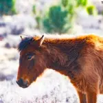 A wild horse grazing in a natural landscape, illustrating ethical wildlife photography distances.