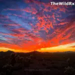 A vibrant desert sunset with dramatic red and orange clouds over a silhouetted landscape of saguaro cacti and mountains during golden hour.