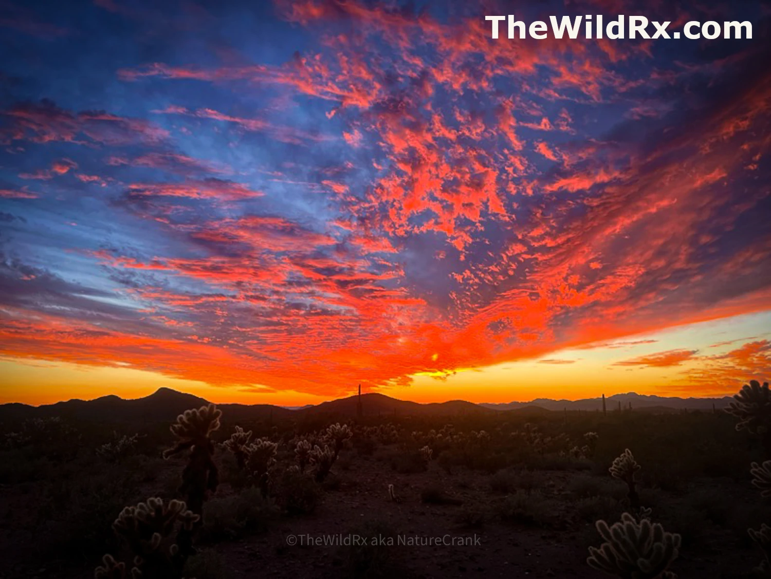 A vibrant desert sunset with dramatic red and orange clouds over a silhouetted landscape of saguaro cacti and mountains during golden hour.