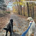 A white dog and a black dog on leashes walking down a flat, paved trail covered in autumn leaves and surrounded by trees.