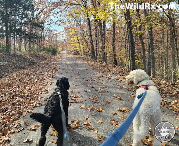 A white dog and a black dog on leashes walking down a flat, paved trail covered in autumn leaves and surrounded by trees.