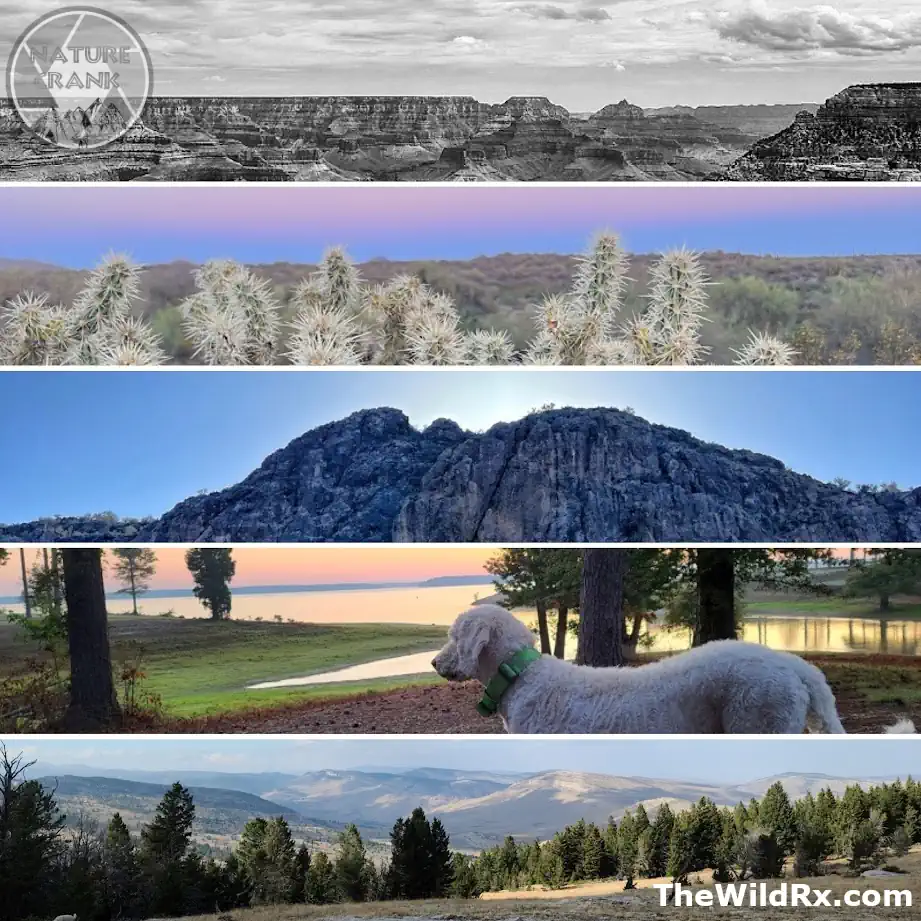 A collage of landscape photography examples including mountain vistas, desert plants, a scenic lake, and a dog overlooking nature.