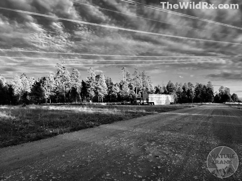 A rural landscape photograph showing a road acting as a leading line that directs the viewer's eye toward the horizon and focal point in the scene.