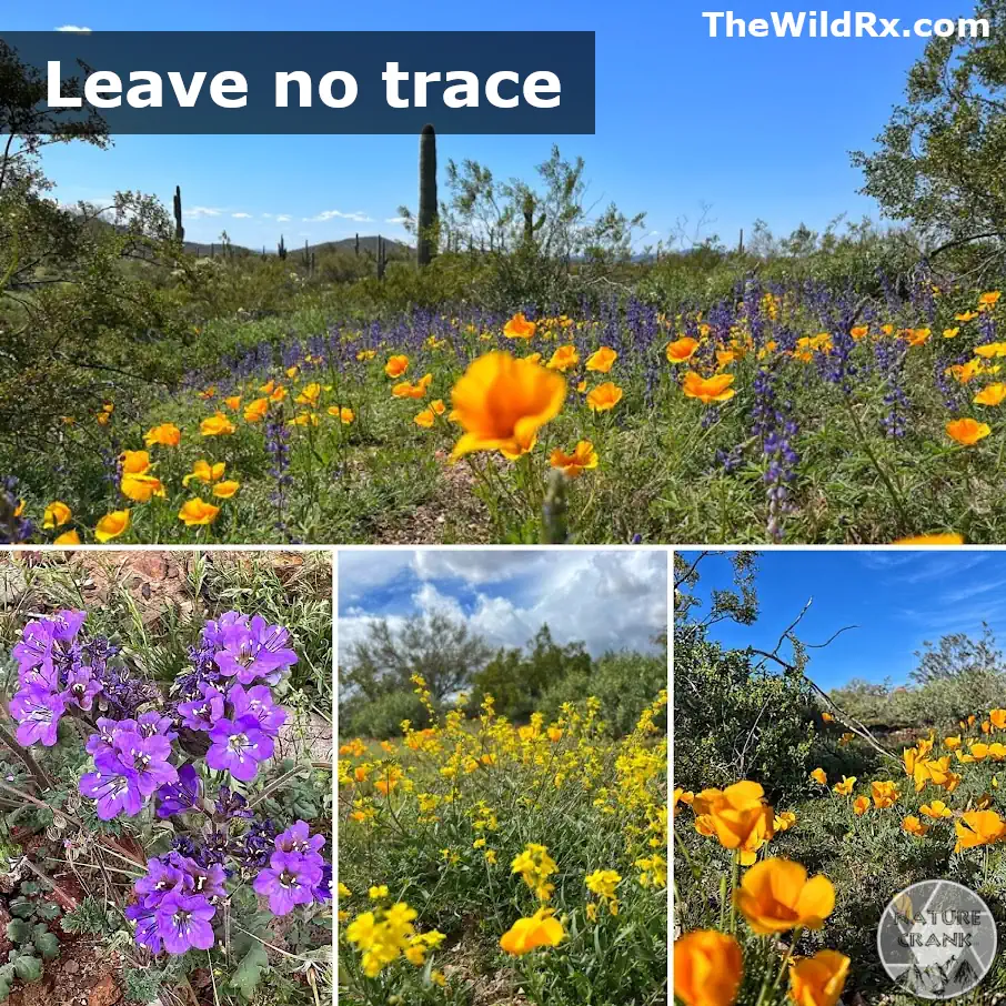 Vibrant desert landscape featuring orange poppies and purple lupine wildflowers, highlighting the beauty protected by Leave No Trace principles.