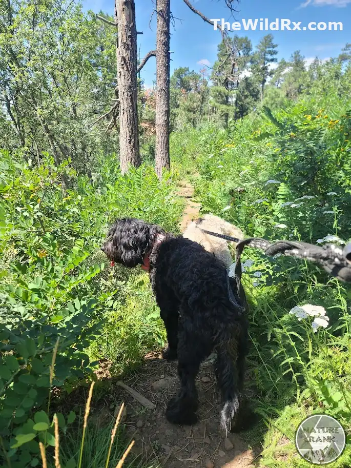 A white senior dog named Maximus laying down to rest on a narrow dirt hiking trail while a black dog stands nearby on a leash.