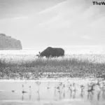 A black-and-white wildlife photograph of a moose grazing in a grassy marsh with rolling hills in the background, demonstrating the intersection of landscape and wildlife photography.
