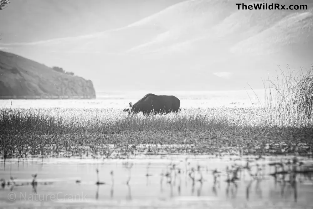 A black-and-white wildlife photograph of a moose grazing in a grassy marsh with rolling hills in the background, demonstrating the intersection of landscape and wildlife photography.