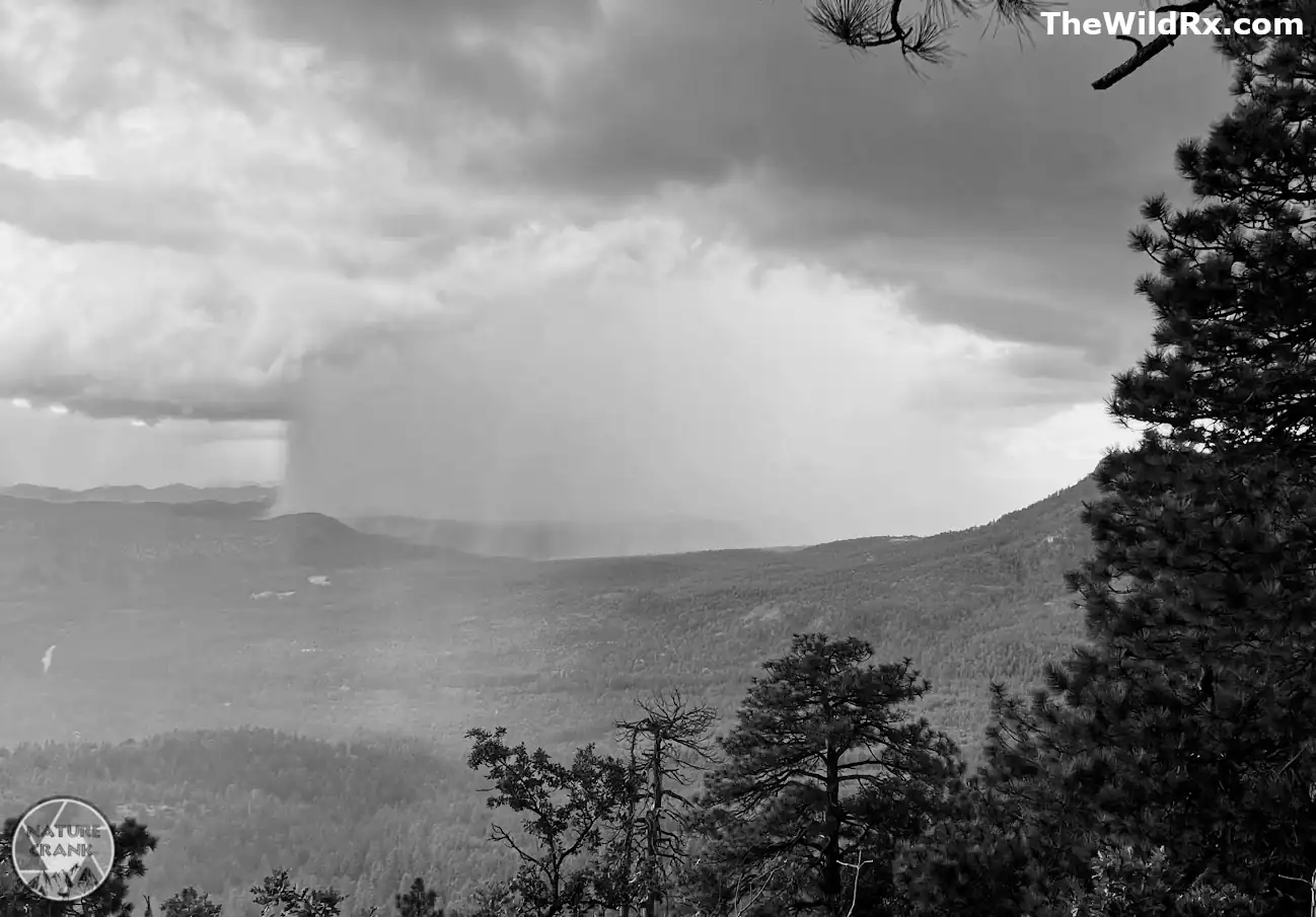 A black and white mountain landscape showing a heavy rain shaft and virga falling from dark clouds over a forested valley.