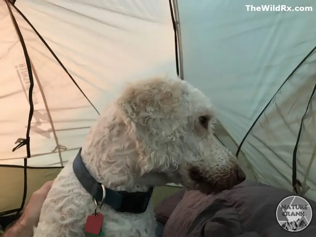Interior view of a white and tan Mountainsmith Morrison Evo backpacking tent showing the side profile of Maximus, a white labradoodle with a blue collar and red tags.