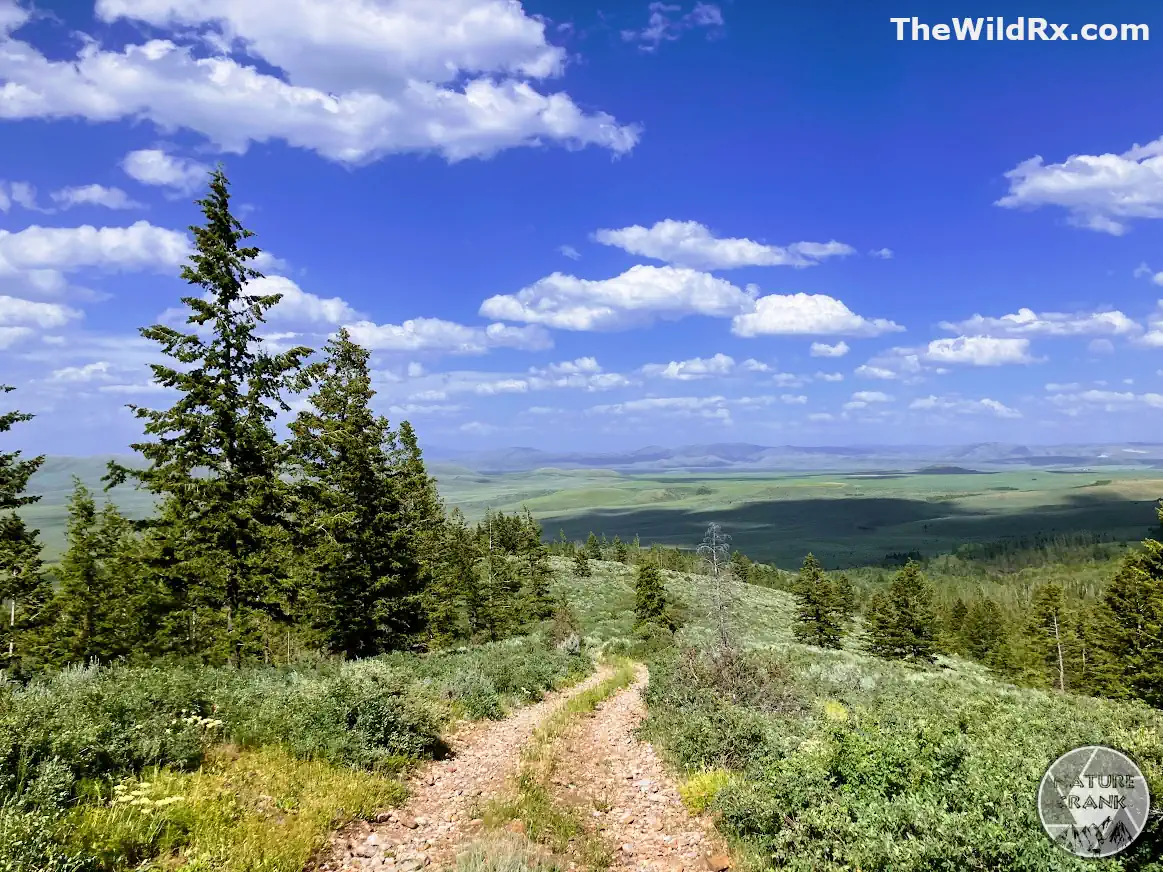 A rocky hiking trail leading through pine trees with a vast, open valley and blue sky in the background during a multi-day hike.