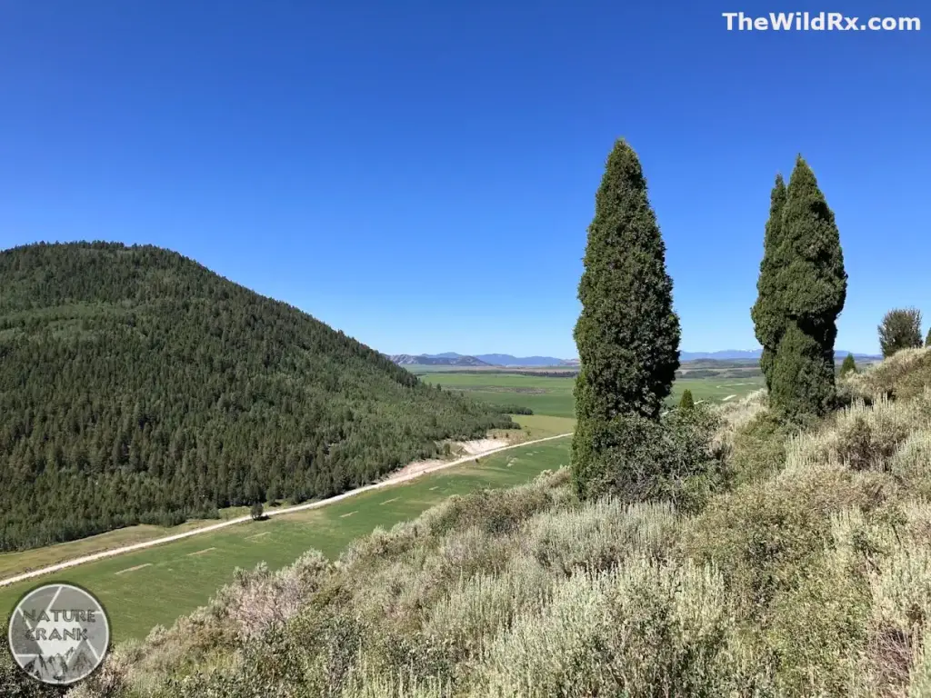 A bright, sunny landscape featuring a green valley floor, a dirt road, a dense forested mountain, and two prominent evergreen cypress trees in the foreground.