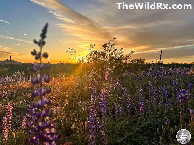 Close-up of purple lupine wildflowers during a Sonoran Desert superbloom at sunset with golden light rays.