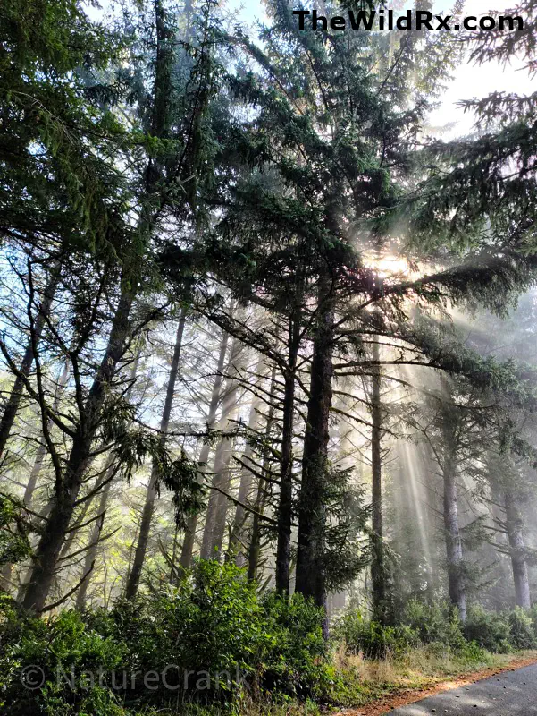 God rays or sunbeams filtering through a dense, foggy evergreen forest canopy, hitting the mossy forest floor.