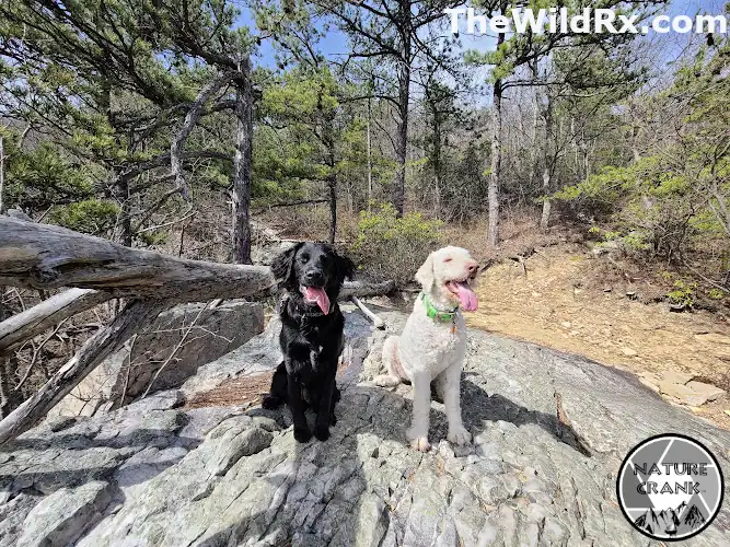 Maximus, a white Labradoodle, and a black mixed-breed dog sitting on a large grey rock outcropping during a hike. Both dogs have their harnesses removed and are panting heavily in the sun.