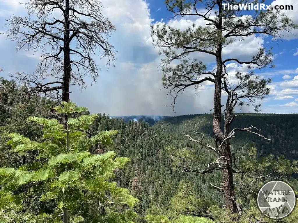 A view from a forested ridge in Northern Arizona showing a large plume of wildfire smoke rising above a dense pine forest under a cloudy blue sky.