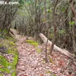 A narrow hiking path on the Appalachian Trail covered in brown fallen leaves and flanked by green mossy banks and dense thickets of rhododendron trees.